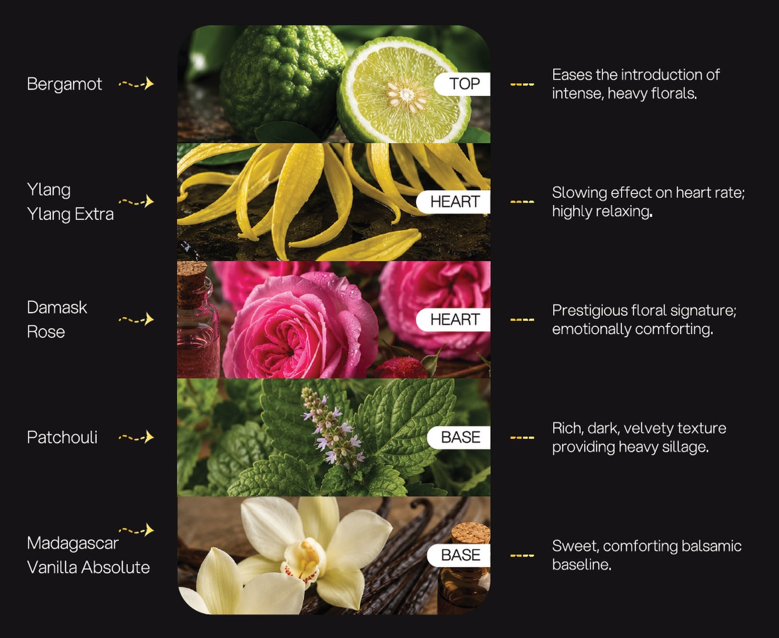 Velvet Night formulation architecture: Bergamot, Ylang Ylang Extra, Damask Rose, Patchouli, Madagascar Vanilla Absolute