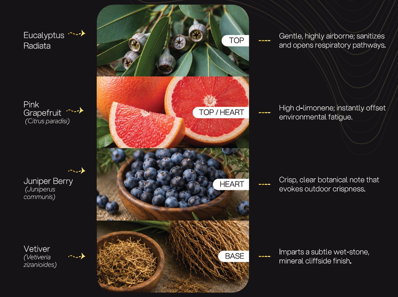 Eucalyptus Marine Sanctuary formulation architecture: Eucalyptus Radiata, Pink Grapefruit, Juniper Berry, Vetiver